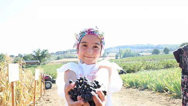 Türkiye 3'üncüsü olan Çanakkale'de ilk hasat gerçekleştirildi