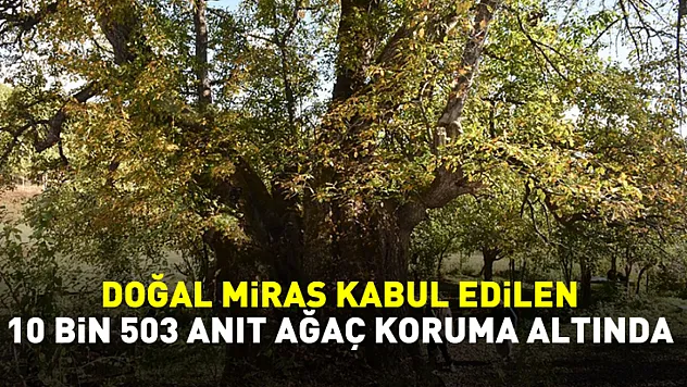 Türkiye'de doğal miras kabul edilen 10 bin 503 anıt ağaç koruma altında