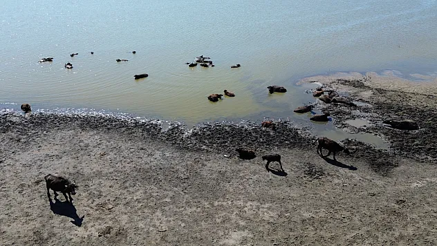 Türkiye'de En Çok Manda Bakın Nerede ?
