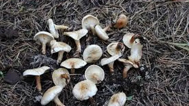 Türkiye'de görülen zehirli mantarlar!