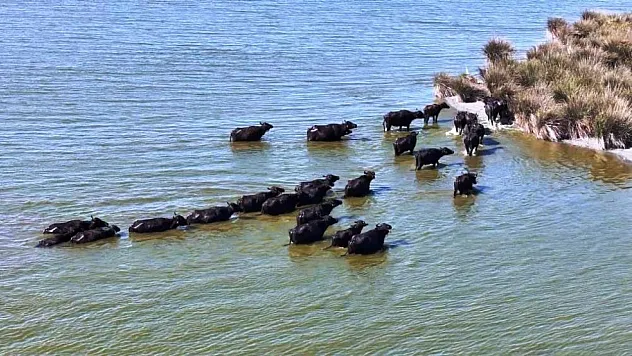 Türkiye'de Manda Alarmı