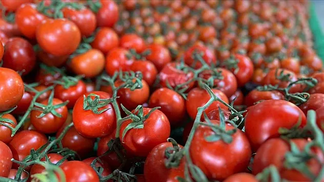 Türkiye'den 2025'te 401 milyon dolarlık domates ihraç edildi