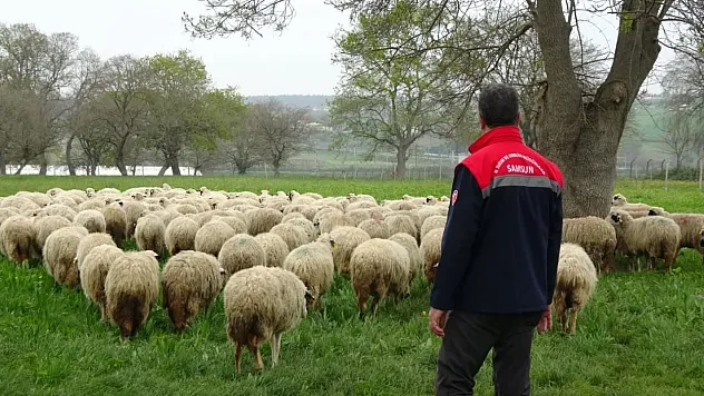 Türkiye'nin en büyük organik üretim üslerinden biri Bafra'da! Tam 12 Bin dekar!