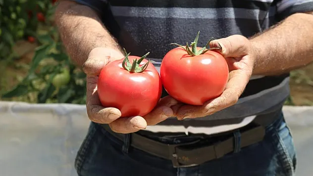 Türkiye'nin en lezzetli domatesleri Eskişehir'de yetişiyor