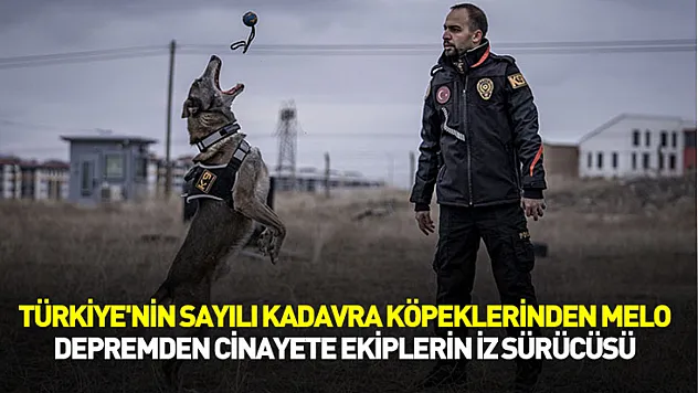 Türkiye'nin sayılı kadavra köpeklerinden Melo, depremden cinayete iz sürüyor