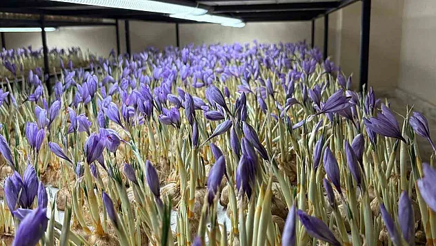 Türkiye'nin uzay misyonuna 'Extremophyte' katkısı