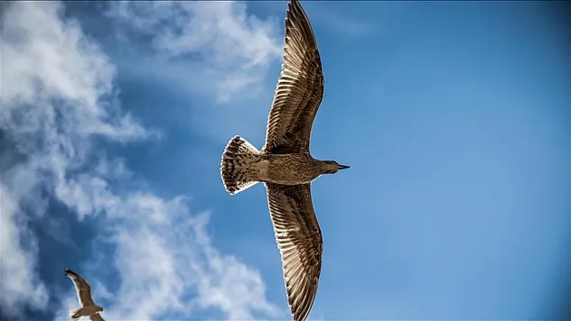 Türkiye'ye göç eden kuşlar şaşırttı: Gökyüzünde dev hareketlilik başladı! İşte en çok görülen türler ve kritik rotalar