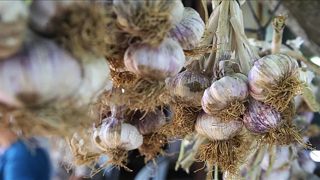 Ula sarımsağında hasat başladı