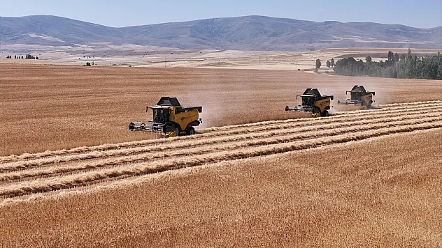 Ulaş Tarım İşletmesinde tritikale hasadı başladı
