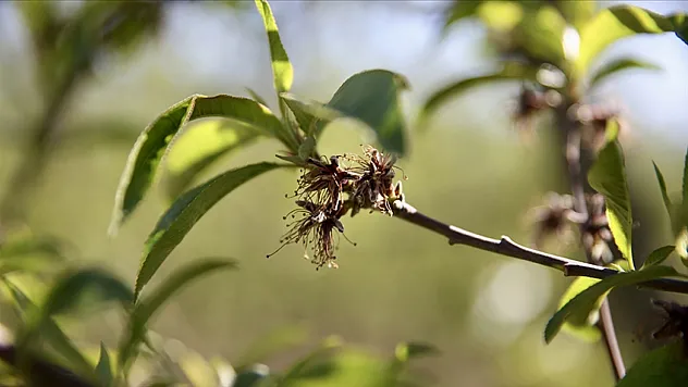 Üreticilere zirai don desteği ödemesi bugün yapılacak