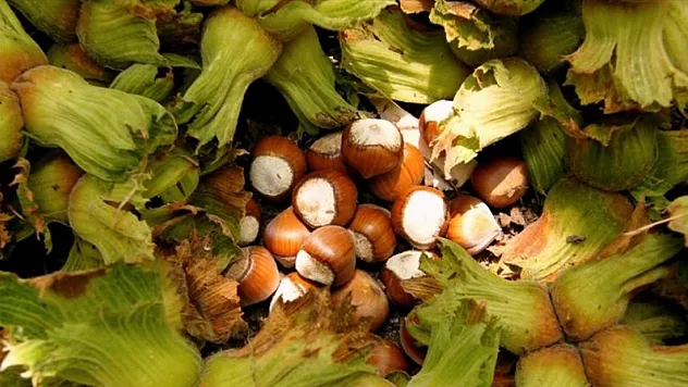 Üreticinin Gözü Serbest Piyasada | Trabzon ve İlçelerinde Bugün Fındık Kaç TL?