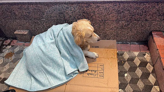 Üşüyen sokak köpeğine yorgan örten esnaf yürekleri ısıttı