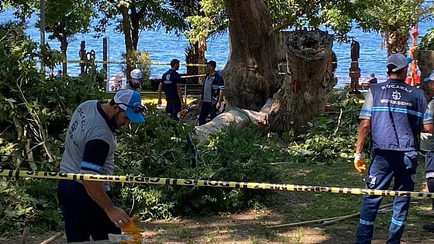 Üzerine ağaç dalı düşen genç kız hayatını kaybetti