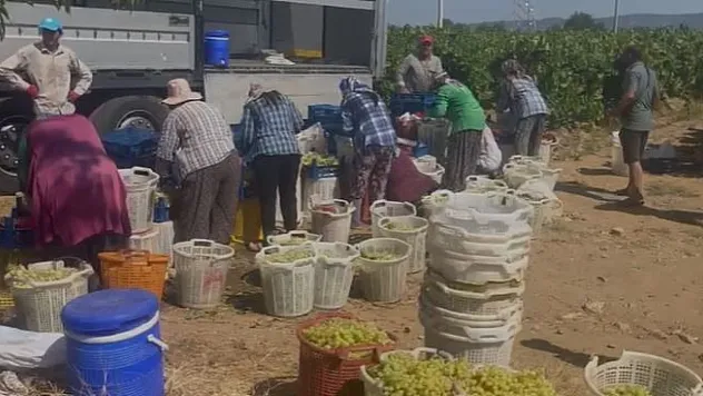 Üzüm bağlarında hasat başladı