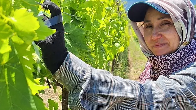 Üzüm için zamana karşı yarışıyorlar