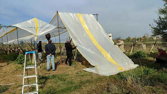 Üzümün başkentinde bağlar tüllerle kaplanıyor