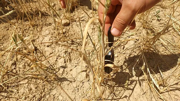 'Verim neredeyse sıfıra düşmüş durumda'