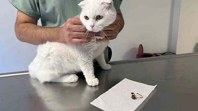 Veteriner hekimden evcil hayvan sahiplerine yabancı cisim uyarısı