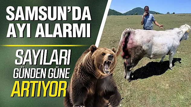 Vezirköprü'de ayı istilası