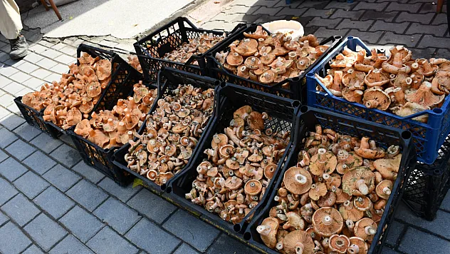 Vezirköprü'de kanlıca mantarı tezgahlarda: Kilosu 350 liraya kadar çıkıyor