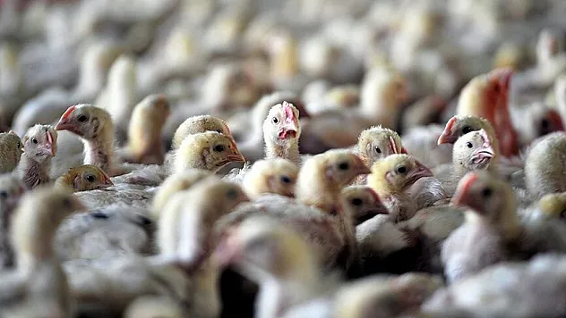 Virüssüz tek kıtaydı: Avustralya'da ilk vaka kapıda