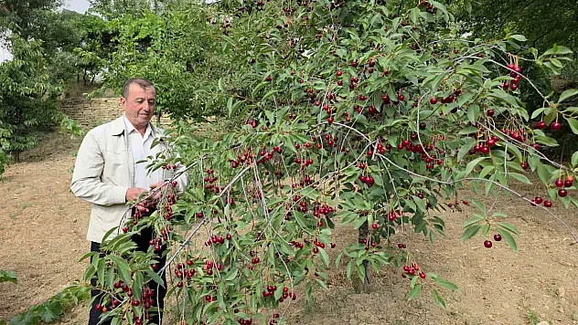 Vişne üreticileri taban fiyat ve fiyat istikrarı istiyor