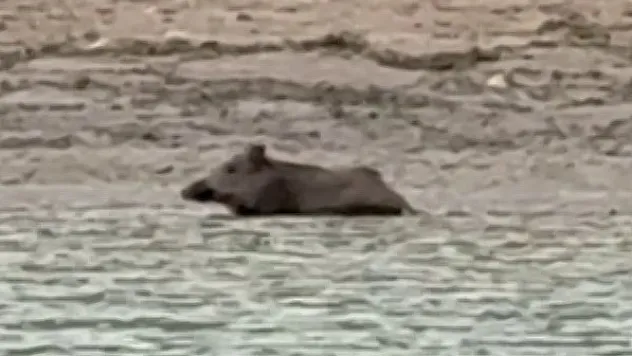 Yaban domuzu gölde serinledi