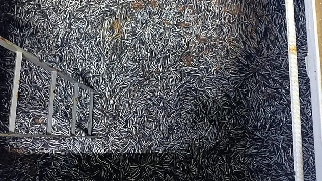 Yakakent'te hamsi denetimleri gece boyunca sürdü