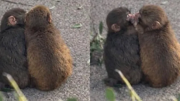 Yalnızlığıyla gündem olmuştu: Bebek orangutan Punch aşkı buldu