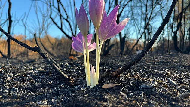 Yangının küle çevirdiği ormanda açan çiçek umut oldu