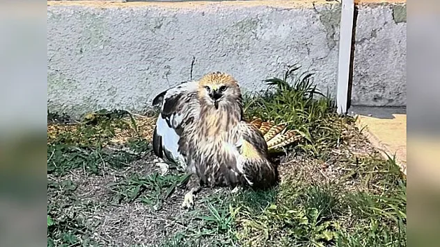 Yaralı kızıl şahin tedavi altında