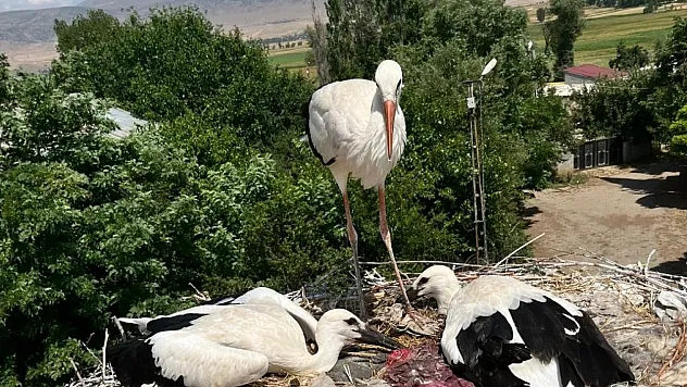 Yaralı leylek ve yavrularına şefkat eli