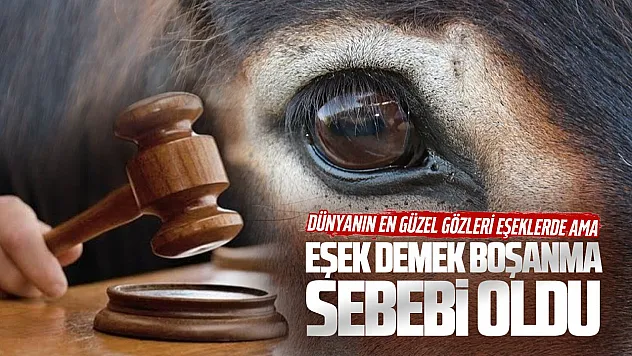 Yargıtaydan emsal karar: Eşine eşeksin, hayvansın diyen koca ağır kusurlu