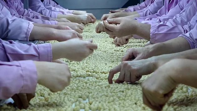 Yedi ayda 14 bin 348 ton ihraç edildi