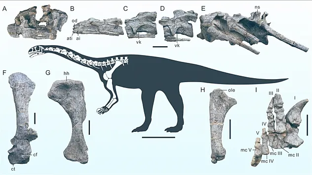 Yeni bir dinozor türüne ait fosil bulundu