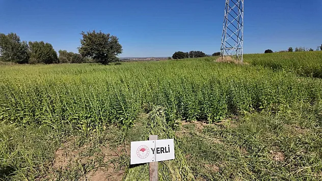 Yerli susam çeşitleri makineli hasatla sınav verdi