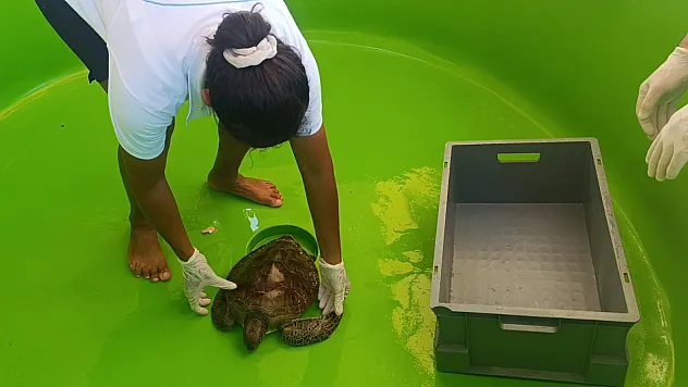 Yeşil Deniz Kaplumbağası kurtarıldı