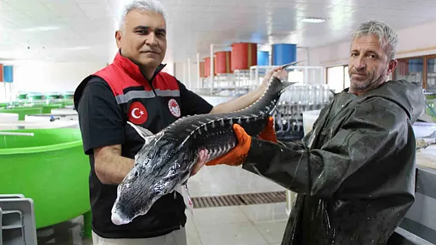 YEŞİLIRMAK'TA SERVET YATIYOR!