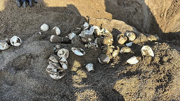 Yeşilöz sahilinde caretta caretta yavruları denize ulaşıyor