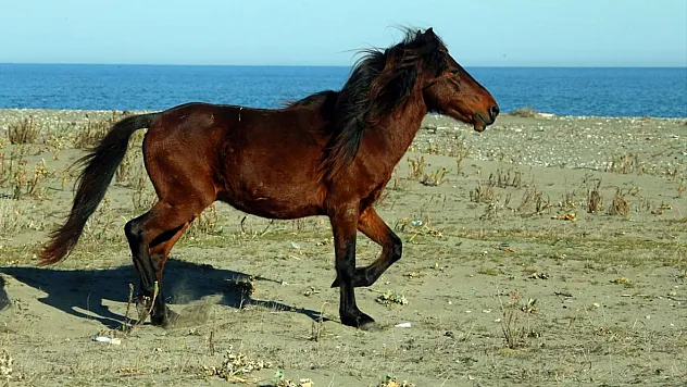 Yılkı Atı nedir? Samsun Bafra deltası'ndaki bu atlar nereden geliyor