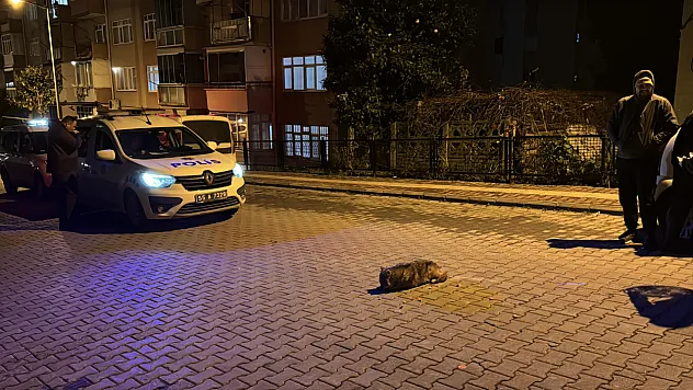 Yolda Fark Edildi, Koruma Altına Alındı