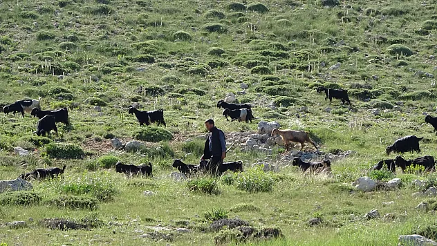 Yörüklerin yayla mesaisi başladı