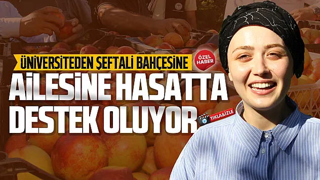 Yüksek lisans yapan Zeynep Sude Sezer hasat zamanı tarlada çalışıyor