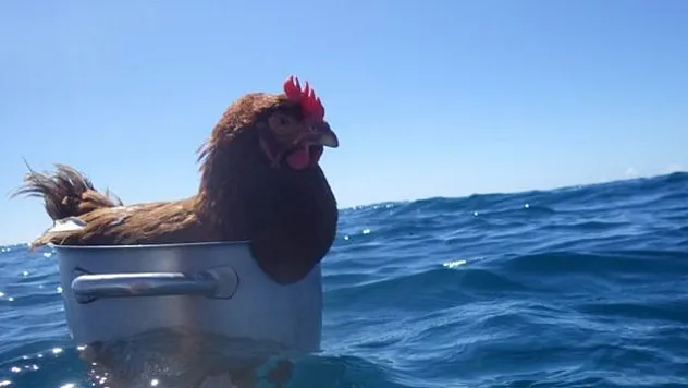 Yüzen Tavuk 'Wilson' Hikayesi ne, nasıl viral oldu?