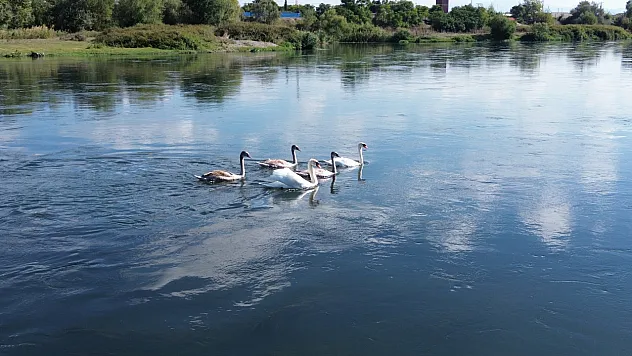 Yüzlerce Kuğu Samsun'daki Deltaya Bekleniyor