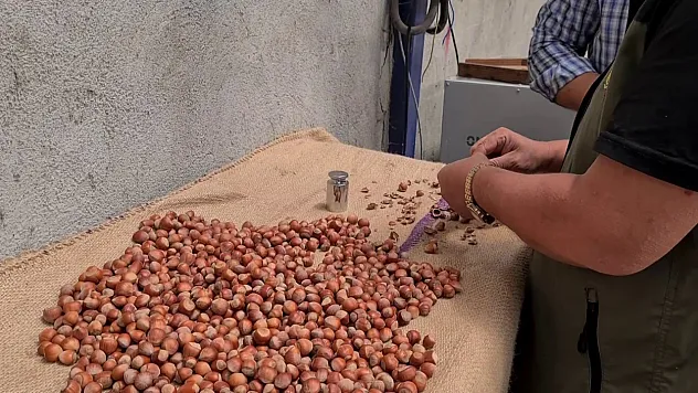 Zonguldak'ın Alaplı'da bu yıl fındık hasat tarihi belli oldu