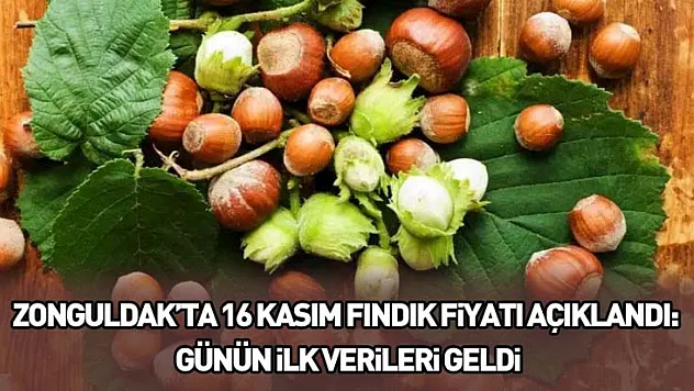 Zonguldak'ta 16 Kasım fındık fiyatı açıklandı: Günün ilk verileri geldi