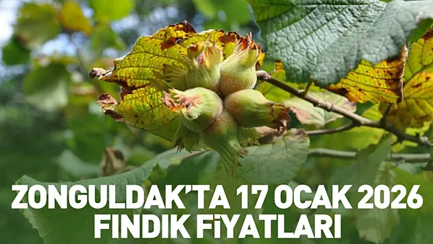 Zonguldak'ta 17 Ocak 2026 Fındık Fiyatları: Batı Karadeniz'de fiyatlar istikrarını koruyor