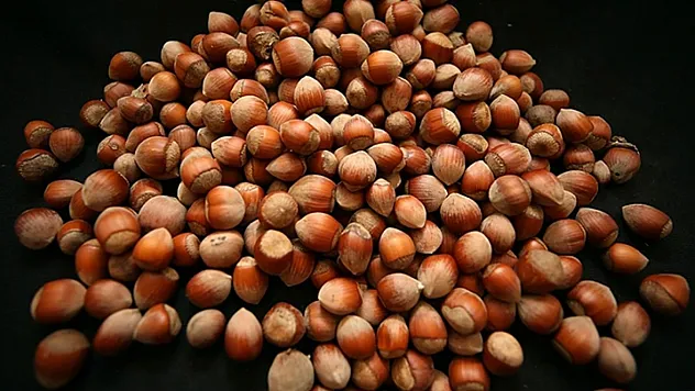 Zonguldak'ta Fındık Fiyatları 12 Kasım 2025: Piyasada Canlılık Sürüyor