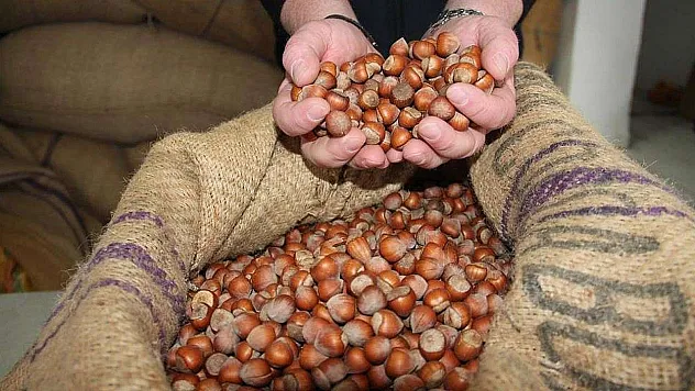 Zonguldak'ta Fındık Fiyatları 14 Kasım 2025: Piyasa Canlılığını Koruyor